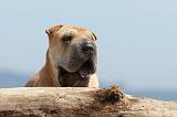 SHAR-PEI 321